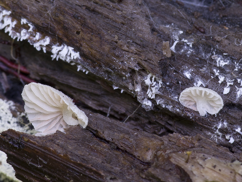 Entoloma jahnii